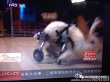 阿达娱乐吃瓜,吃瓜背后的真相与传奇
