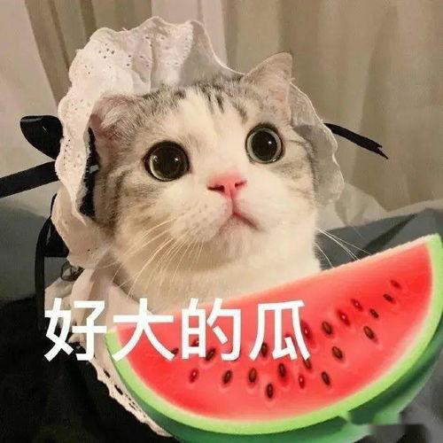喵星娱乐吃瓜群众是谁,揭秘吃瓜群众的网络魅力与影响力