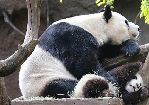 娱乐吃瓜酱熊猫生气,某玩家游戏35000多场次，直言“不得废了”引热议！