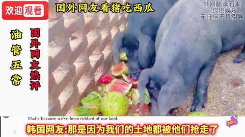 西瓜视频吃瓜猪娱乐,趣味短视频，轻松畅享欢乐时光