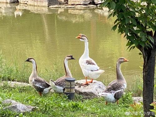 娱乐圈吃瓜鸭,吃瓜鸭带你揭秘幕后真相