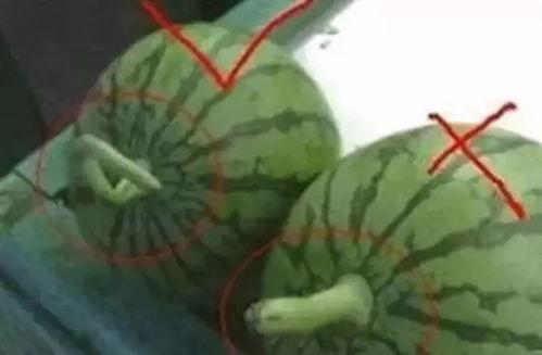 娱乐吃瓜名字叫什么,一场全民参与的狂欢盛宴